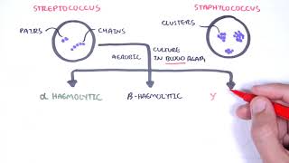 Microbiology  Streptococcus species [upl. by Ellerehs151]