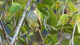 Yellowbellied Elaenia in Costa Rica [upl. by Eanal]