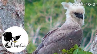 Harpy eagle Harpia harpyja in the Amazon  HarpyCam [upl. by Leahciam580]