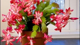 Care amp Culture of Christmas Cactus [upl. by Swartz235]