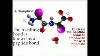 Peptide bond formation  Biofundamentals [upl. by Zildjian]