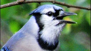 Exceptional Blue Jay Calls [upl. by Esirec]