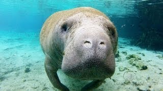 Crystal Manatees  Florida Manatee Wildlife [upl. by Hameean351]