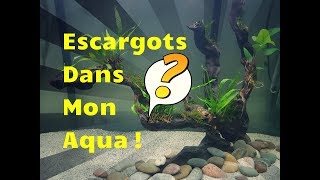 NOUVEAUX ESCARGOTS  NERITINA DANS MON AQUARIUM [upl. by Norven]