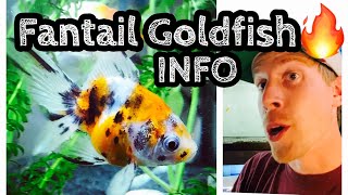 Fantail Goldfish Care amp Tank Setup [upl. by Derwood]