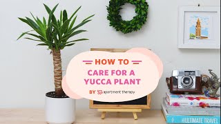 How To Care For A Yucca Plant  Apartment Therapy [upl. by Mumford]