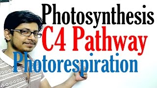 C4 pathway Photosynthesis and photorespiration [upl. by Hgielra]