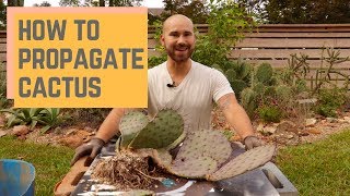 How To Propagate Cactus 🌵 Colorful Gardener [upl. by Yerocal]