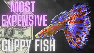 Most Expensive Guppy Fish – All You Need to Know [upl. by Kaplan]