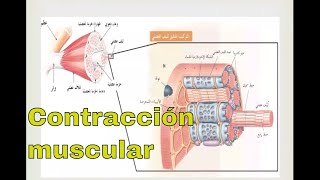 Fisiología de la contracción muscular [upl. by Kory]