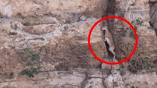 Bezoar Ibex Carefully Climbs Rock Face [upl. by Hodge]