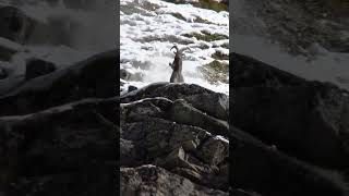 Ibex hunting in pakistan [upl. by Lluj464]