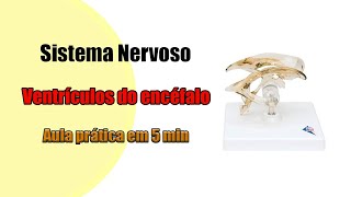 Os Ventrículos do Encéfalo e suas divisões 4K  Neuroanatomia [upl. by Hadrian]