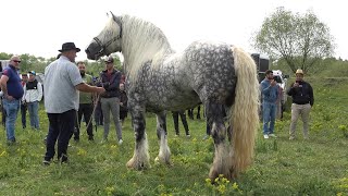 Targ expozitional de cai Satu Mare Bucovina 22 Mai 2021 Nou [upl. by Allayne]