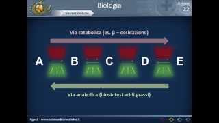 Metabolismo cellulare [upl. by Norris466]