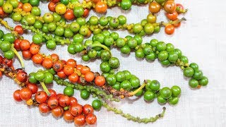 How to make Green Peppercorns in Brine [upl. by Euphemiah]