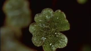 Liverwort Marchantia reproduction [upl. by Fin]