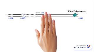 Antisense oligonucleotides ASOs [upl. by Tallou]