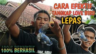 TUTORIALCARA MENANGKAP BURUNG LOVEBIRD LEPAS [upl. by Erdnael]