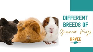 A Quick Guide to Guinea Pig Breeds [upl. by Roselin]