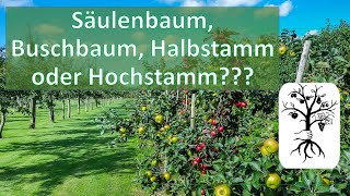 Die 4 Baumformen  Säulenbaum Buschbaum Halbstamm und Hochstamm [upl. by Selokcin]