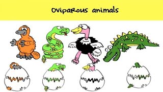 Oviparous Animals Giving Birth [upl. by Acnalb]