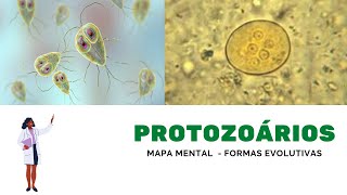 Protozoários  Mapa mental [upl. by Lama]