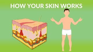 How Your Skin Works  How does the skin work Human skin Structure and Function [upl. by Ilak]