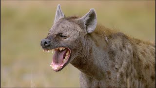 Wild Life  Spotted Hyenas Documentary 2020 Full HD 1080p [upl. by Michaela]