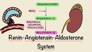 Renin Angiotensin Aldosterone System  RAAS  Juxtaglomerular Apparatus  JGA  Renal Physiology [upl. by Lodovico]