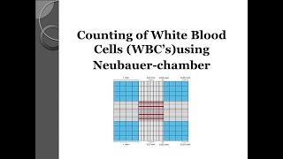 White blood cell WBCs count using Neubauer chamber 💉 [upl. by Leia709]