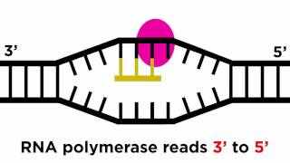 RNase Protection Assay  Transcriptome Analysis [upl. by Asselim]