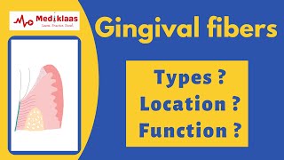 Gingival fibers  types  function  Mediklaas [upl. by Natan188]