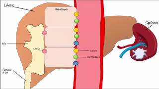 Hemoglobin BreakdownMetabolism [upl. by Aekal10]