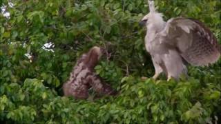 Sloth Vs Young Harpy Eagle  Sloth Fights Back [upl. by Currie]