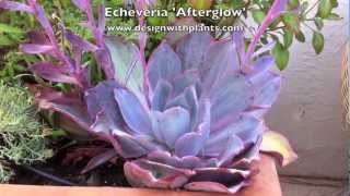 Echeveria Afterglow [upl. by Anirehc]