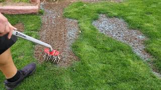 Reseeding Some Bare Spots  DIY Lawn Guy [upl. by Knorring]