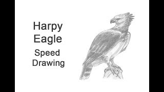 Harpy Eagle Timelapse  Speed Drawing [upl. by Aneehsit]