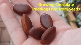 Growing Black Sapote aka Chocolate Pudding Fruit from Seeds [upl. by Revolc]