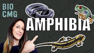 Amphibia  Classificação e Biologia dos anfibios sapos cecílias e salamandras [upl. by Ellehcor724]