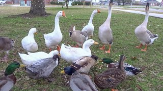 Feeding the Ducks amp Geese at the Park [upl. by Pelagia]