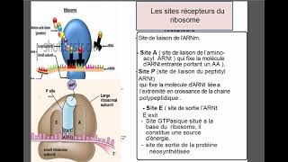 Reticulum endoplasmique [upl. by Salamone]