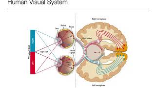 Introduction to Psychology 33 Sensation and Perception Vision [upl. by Romulus937]