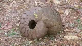 Tikki Hywood Trust Champ rolling pangolin [upl. by Arlie9]