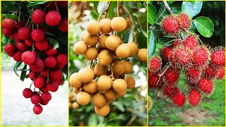 Tropical Fruit Farm Harvest  Lychee Longan Rambutan Harvesting  Amazing Agriculture Technology [upl. by Attelahs]