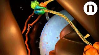 Forward and reverse primers explained [upl. by Mosenthal]