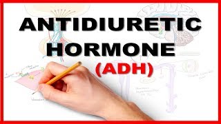 ADH Antidiuretic Hormone  Renal Physiology [upl. by Olson]