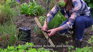 Comment planter et tuteurer un arbre [upl. by Ainehs]