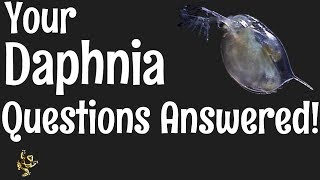 Daphnia Questions Answered [upl. by Annoiek131]