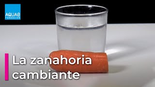 La ZANAHORIA que CAMBIA de TAMAÑO  Experimentos [upl. by Sinoda240]